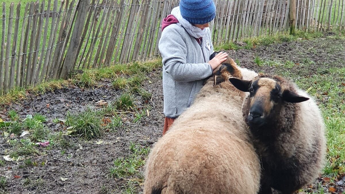 Ein Kind streichelt auf einer grünen Wiese zwei Schafe: Ganz nah an den Tieren: Wie hier bei den Schafen brauchen die Kinder keine Berührungsängste zu haben.